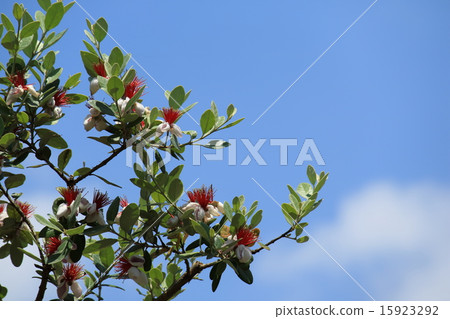 Flower and red leaves of Feijoa at Horikiri iris garden Flower and red leaves of Feijoa at Horikiri iris garden 15923292