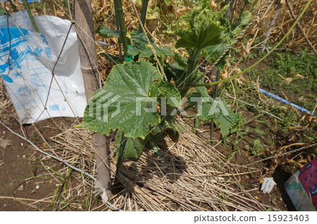 玉米根蟲 玉米根蟲 15923403