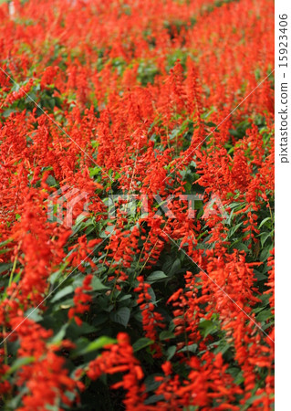 丹參 丹參 15923406