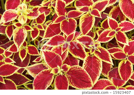 室內植物(Corius) 室內植物(Corius) 15923407