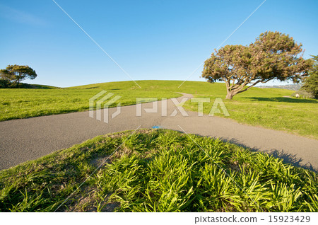 Grass Landscape and blue sky in summer 15923429