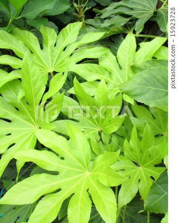 Lamppold庭院樹果凍美麗的年輕葉子 15923728