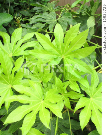 Lamppold庭院樹果凍美麗的年輕葉子 15923729