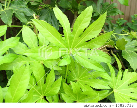 Lamppold庭院樹果凍美麗的年輕葉子 15923732
