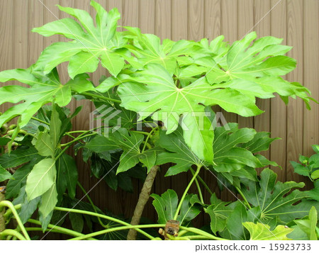 Lamppold庭院樹果凍美麗的年輕葉子 15923733