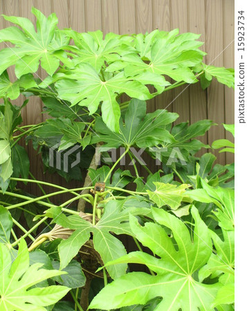 Lamppold庭院樹果凍美麗的年輕葉子 15923734