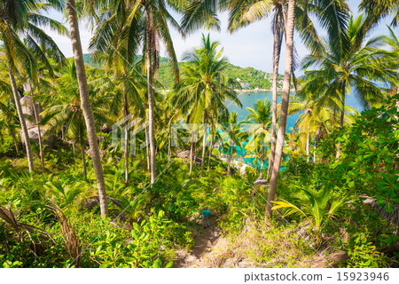 Coconut palm tree in island 15923946
