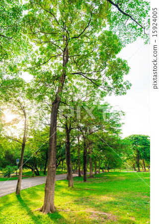 Green lawn in city park and pathway Green lawn in city park and pathway 15924005