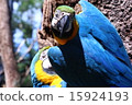 鳥園 - 鸚鵡 15924193
