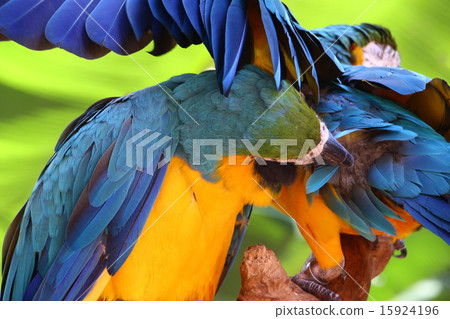 鳥園 - 鸚鵡 15924196