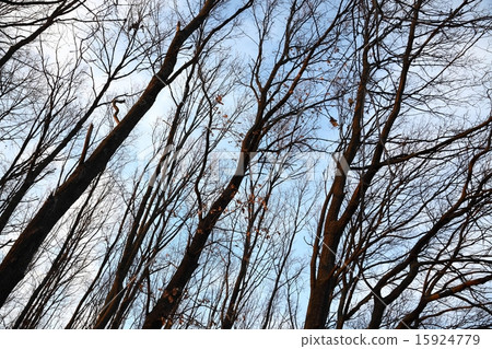 Bare trees 15924779