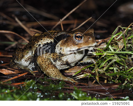 Japanese toad 15925091