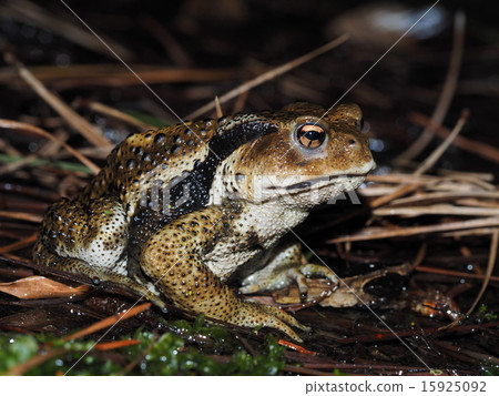 Japanese toad 15925092