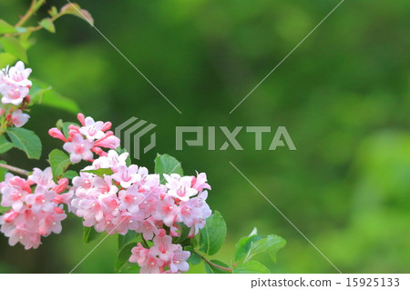 Weigela 15925133