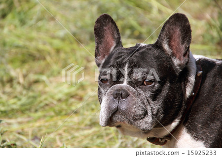 dog on park 15925233