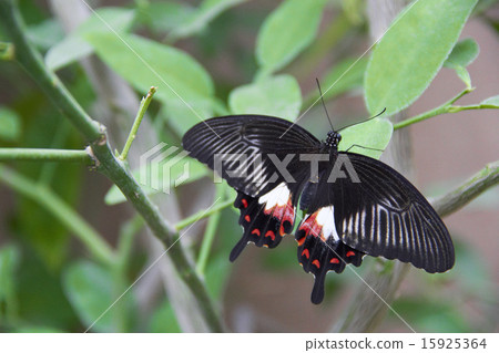 butterfly butterfly 15925364