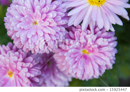 beautiful aster beautiful aster 15925447