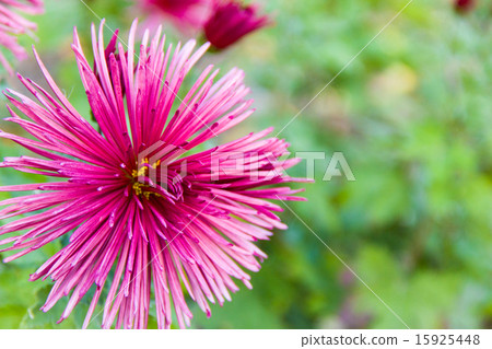 beautiful aster beautiful aster 15925448