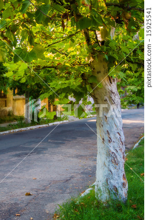 streen in small town 15925541