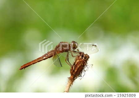 Dragonfly of early summer Dragonfly of early summer 15925809