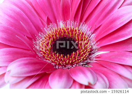 Pink flower closeup Pink flower closeup 15926114