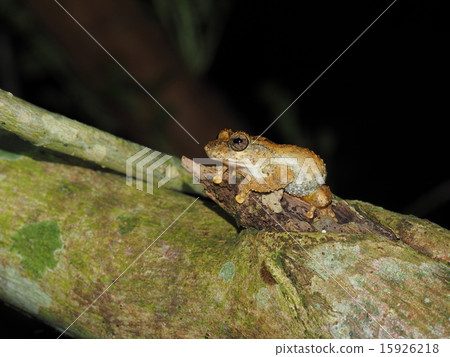 佛教青蛙 佛教青蛙 15926218