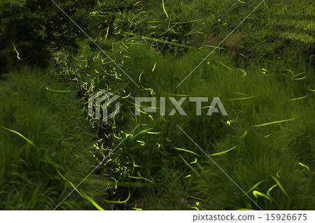 Firefly Flight Firefly Flight 15926675