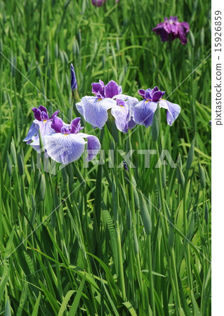 Colorful irises of Horikiri iris garden Colorful irises of Horikiri iris garden 15926859