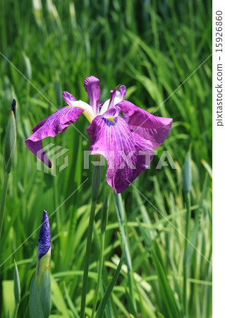 Colorful irises of Horikiri iris garden 15926860