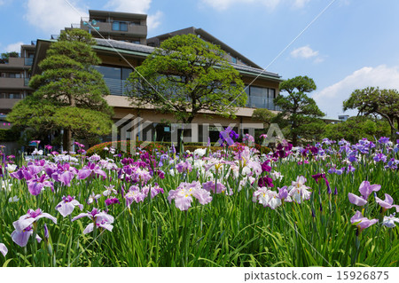 五顏六色的虹膜和Horikiri虹膜藍天庭院 五顏六色的虹膜和Horikiri虹膜藍天庭院 15926875