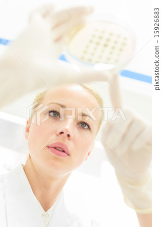 Scientist observing petri dish. Scientist observing petri dish. 15926883