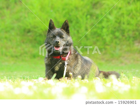 relax             15926901