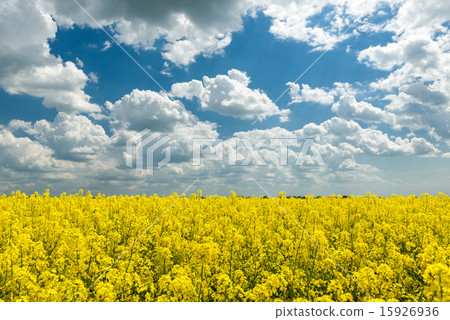 Yellow rapeseed field and blue sky 15926936