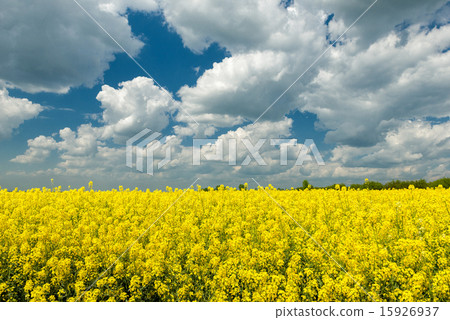 Yellow rapeseed field and blue sky Yellow rapeseed field and blue sky 15926937