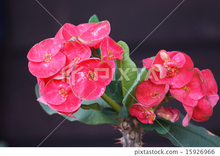 Crown of thorns flowers 15926966