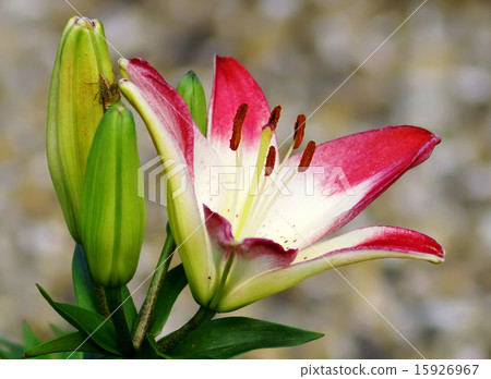 Lily flower close-up in spring season Lily flower close-up in spring season 15926967