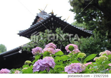 Hayama shrine getting wet with rain and hydrangea 15927208