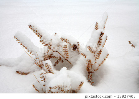 Seedfully shredded fruit of snow Seedfully shredded fruit of snow 15927403