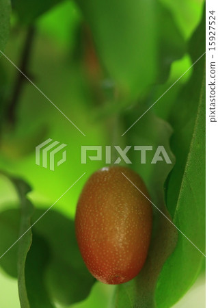 Natural plant natsugimi, flowers that bloomed in late March became like this in late May ② Natural plant natsugimi, flowers that bloomed in late March became like this in late May ② 15927524