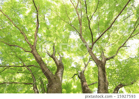新鮮的綠色槭樹一棵大樹 15927593