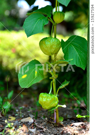 Hozuki的藍色水果 15927594