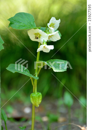 Hozuki的藍色水果 Hozuki的藍色水果 15927595