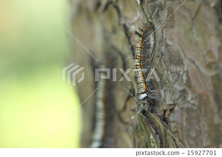 Creatures Insects Matsukareja, larvae are large pests of pine. Be careful when you exterminate because there is poison needle hair ... 15927701