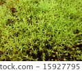 Moss 15927795