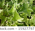 Ivy 15927797