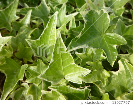 Ivy Ivy 15927797
