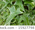 Ivy 15927798