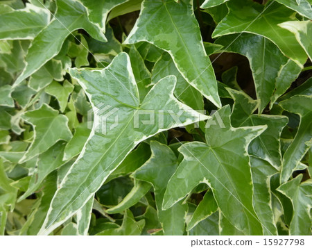 Ivy Ivy 15927798