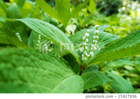 花shisha花 15927936