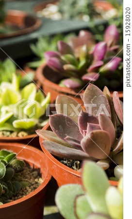 多肉植物 園藝 盆栽 興趣 多肉植物 園藝 盆栽 興趣 15928020